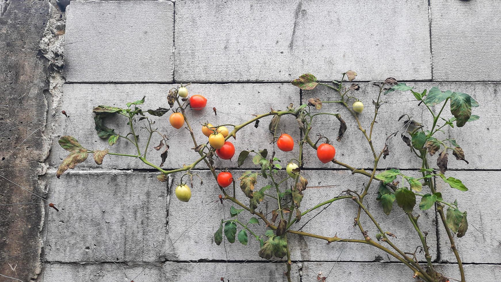 listo para cosechar la planta de tomate contra una pared de ladrillos 04 foto