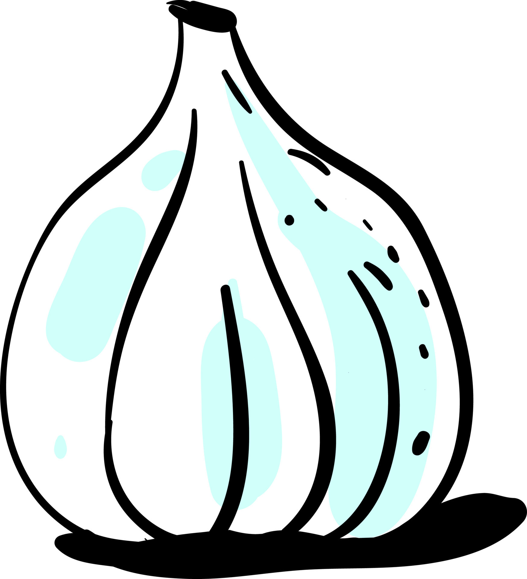 Garlic drawing, illustration, vector on white background. 13626719