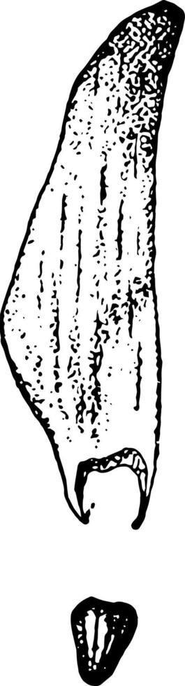 pino loblolly pinus toeda l.. dos a tercios de su tamaño natural. ilustración vintage de semilla y ala. vector