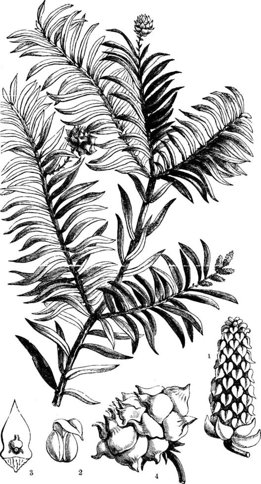 Prince Albert's Yew vintage illustration. vector