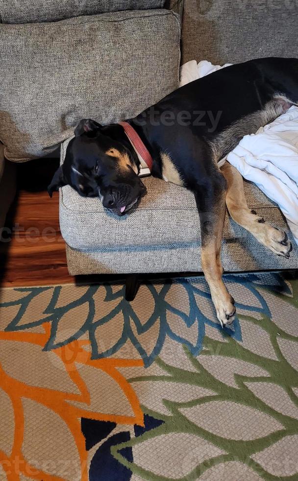 Large Dog Sleeping With Tongue Out 13626920 Stock Photo at Vecteezy