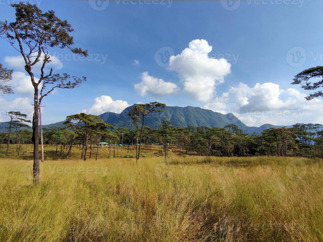 Rural landscape with a path, trees and meadows on hills, blue sky and pleasant warm sunshine photo