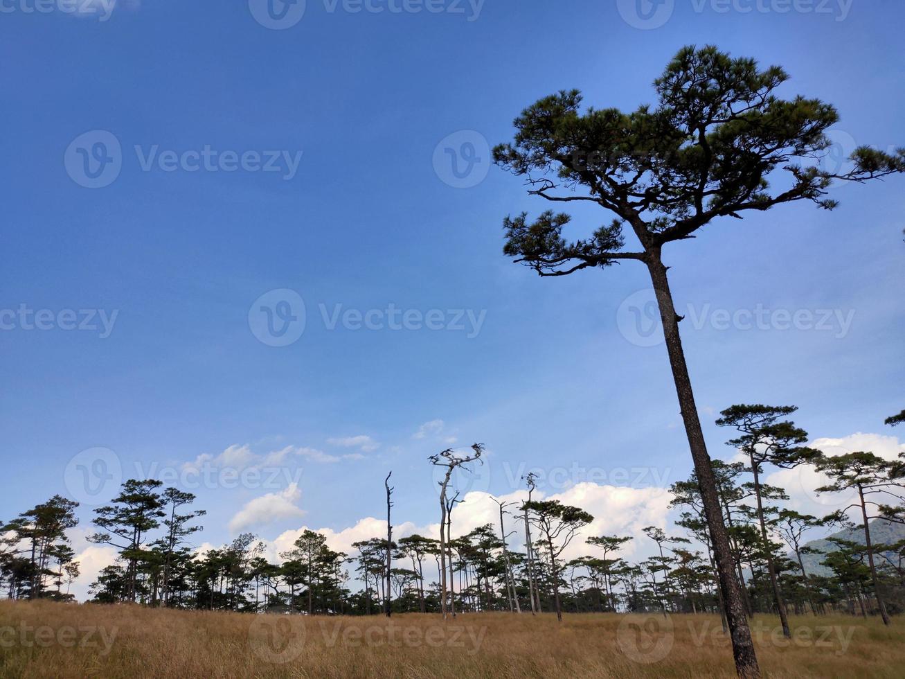 Rural landscape with a path, trees and meadows on hills, blue sky and pleasant warm sunshine photo