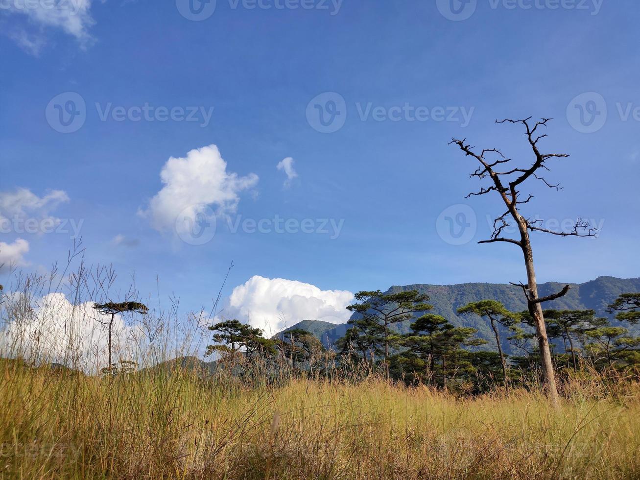 Rural landscape with a path, trees and meadows on hills, blue sky and pleasant warm sunshine photo