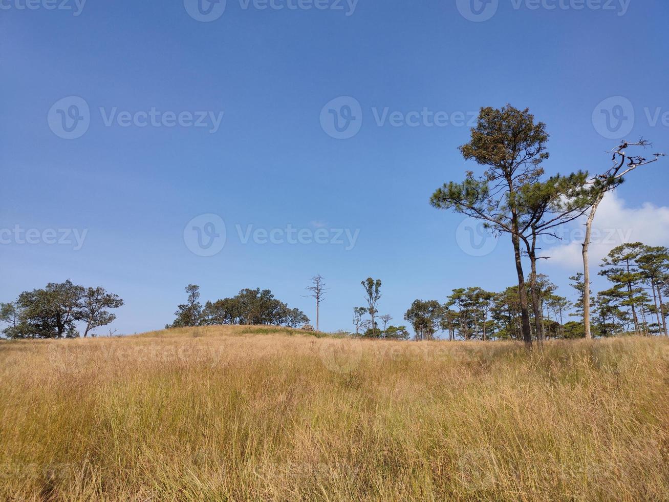 Rural landscape with a path, trees and meadows on hills, blue sky and pleasant warm sunshine photo