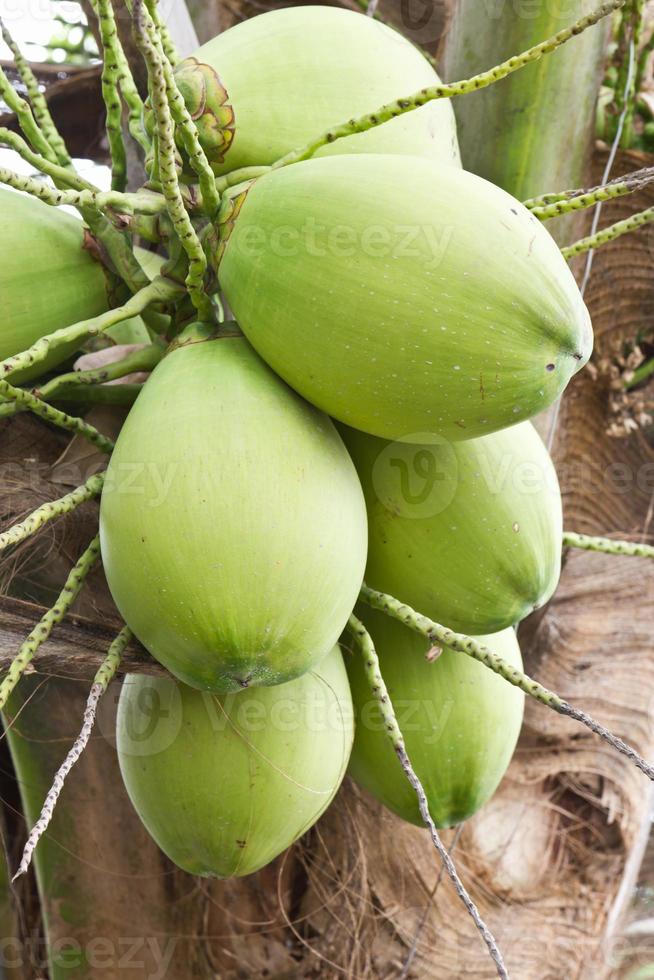 Coconut bunch on tree photo