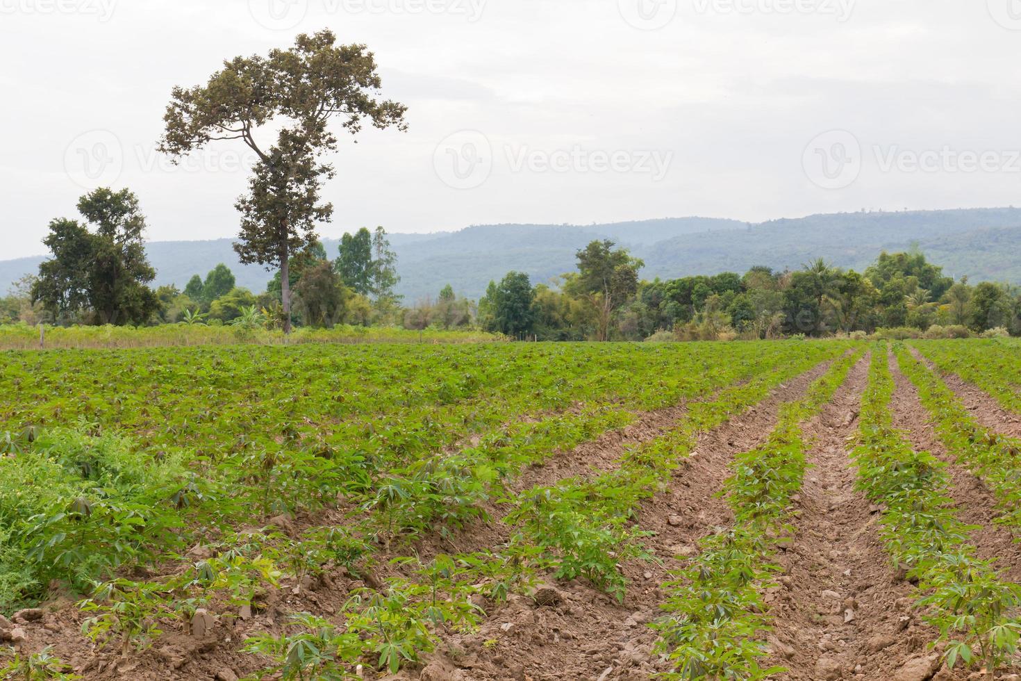 Cassava plantation field photo