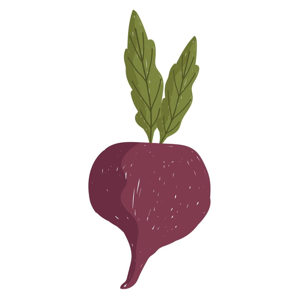 radish fresh vegetable health food icon white background vector
