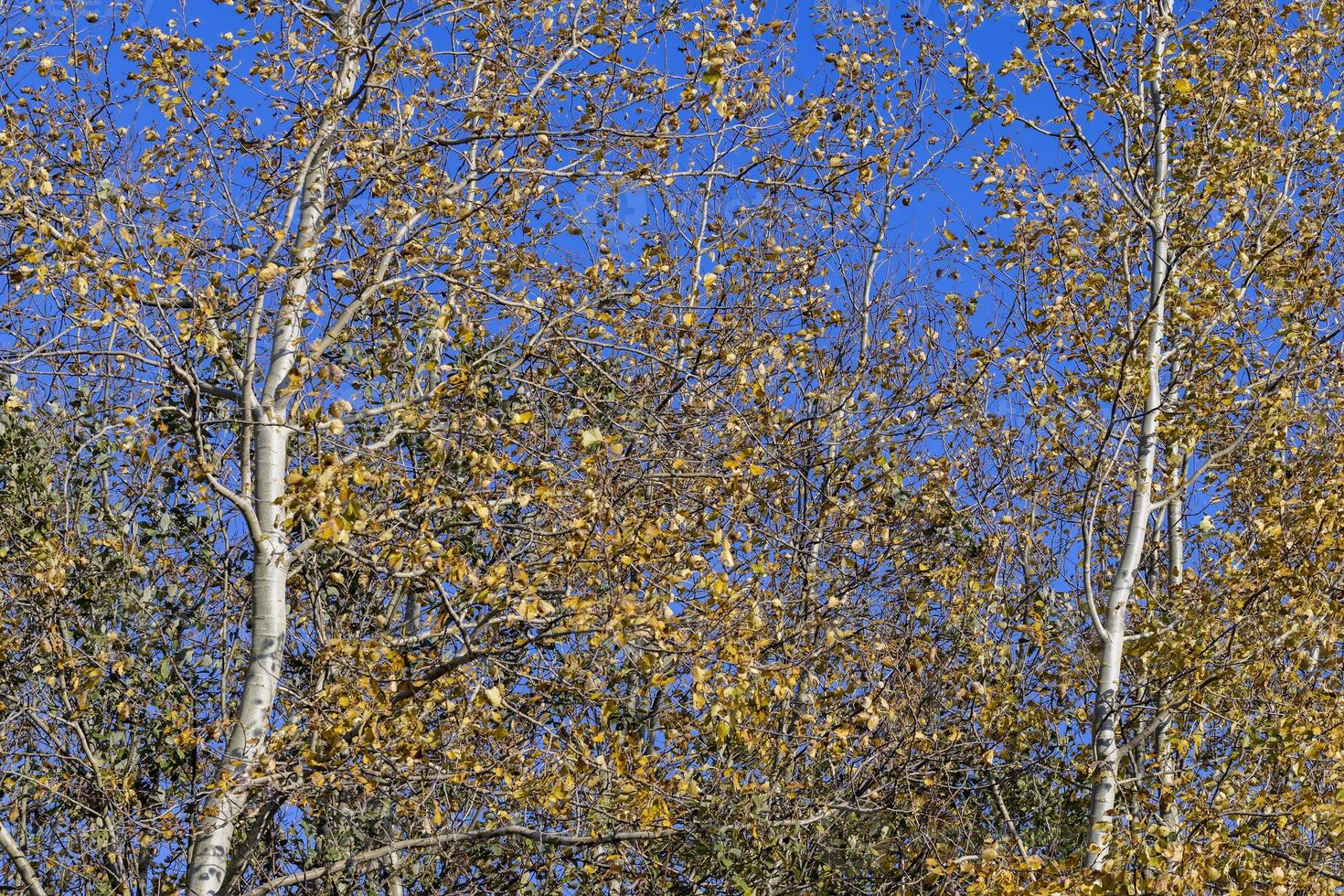 sunny autumn weather in the birch forest photo