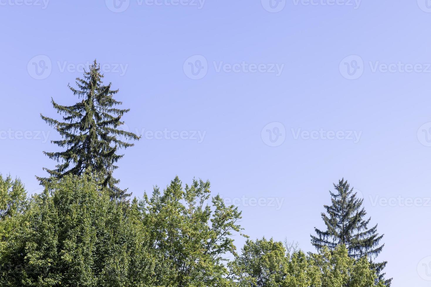 Trees in a mixed forest in summer photo