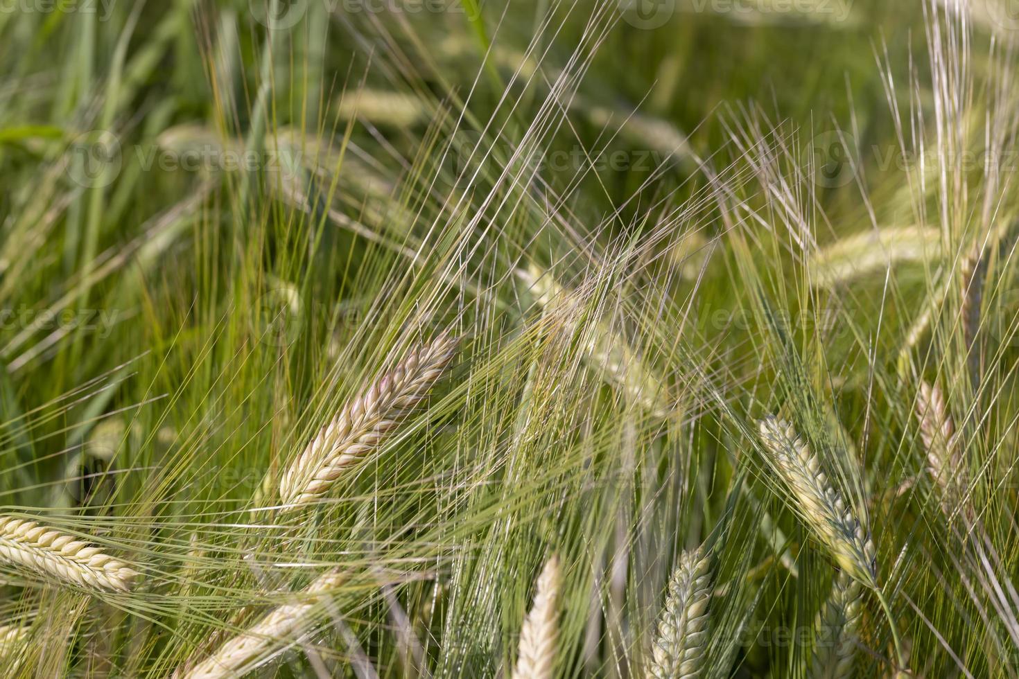 An agricultural field where ripening cereal wheat grows photo