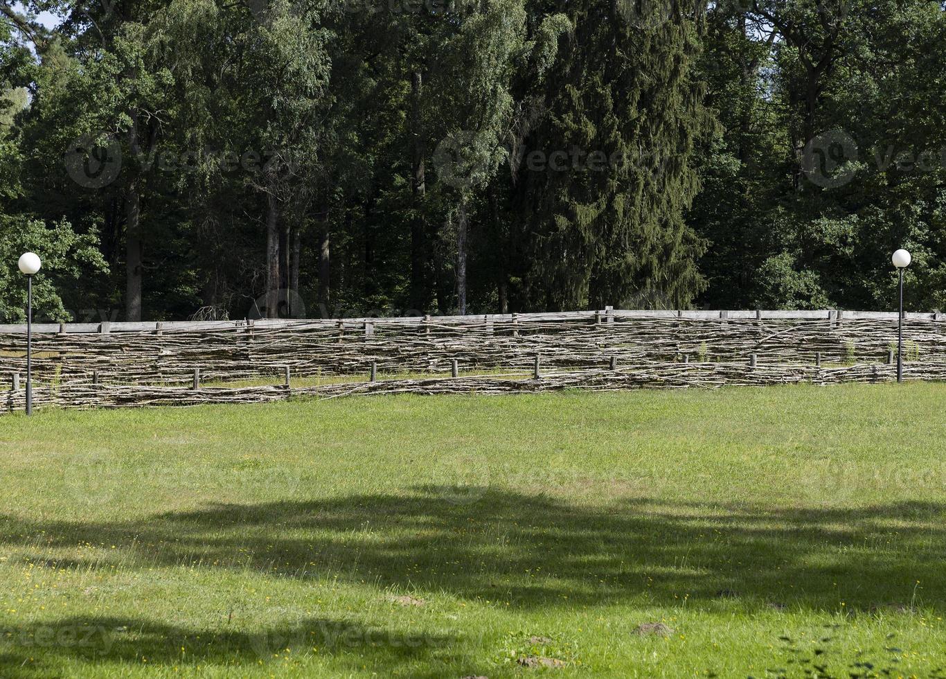 tall trees in the summer photo