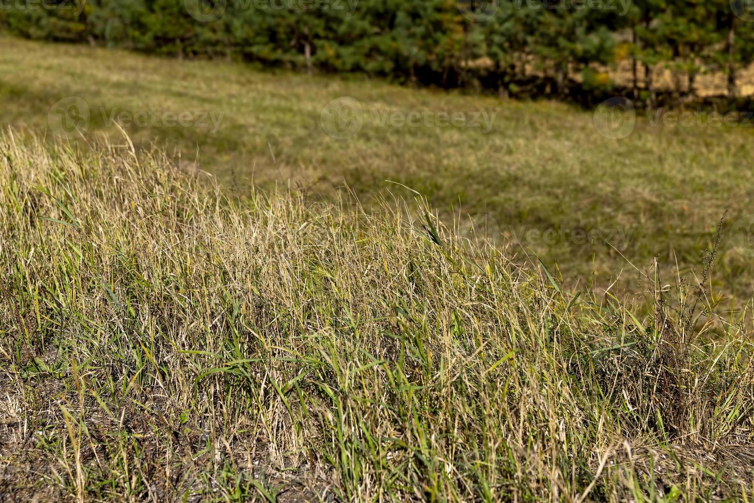 Green grass with a lot of damage and defects photo