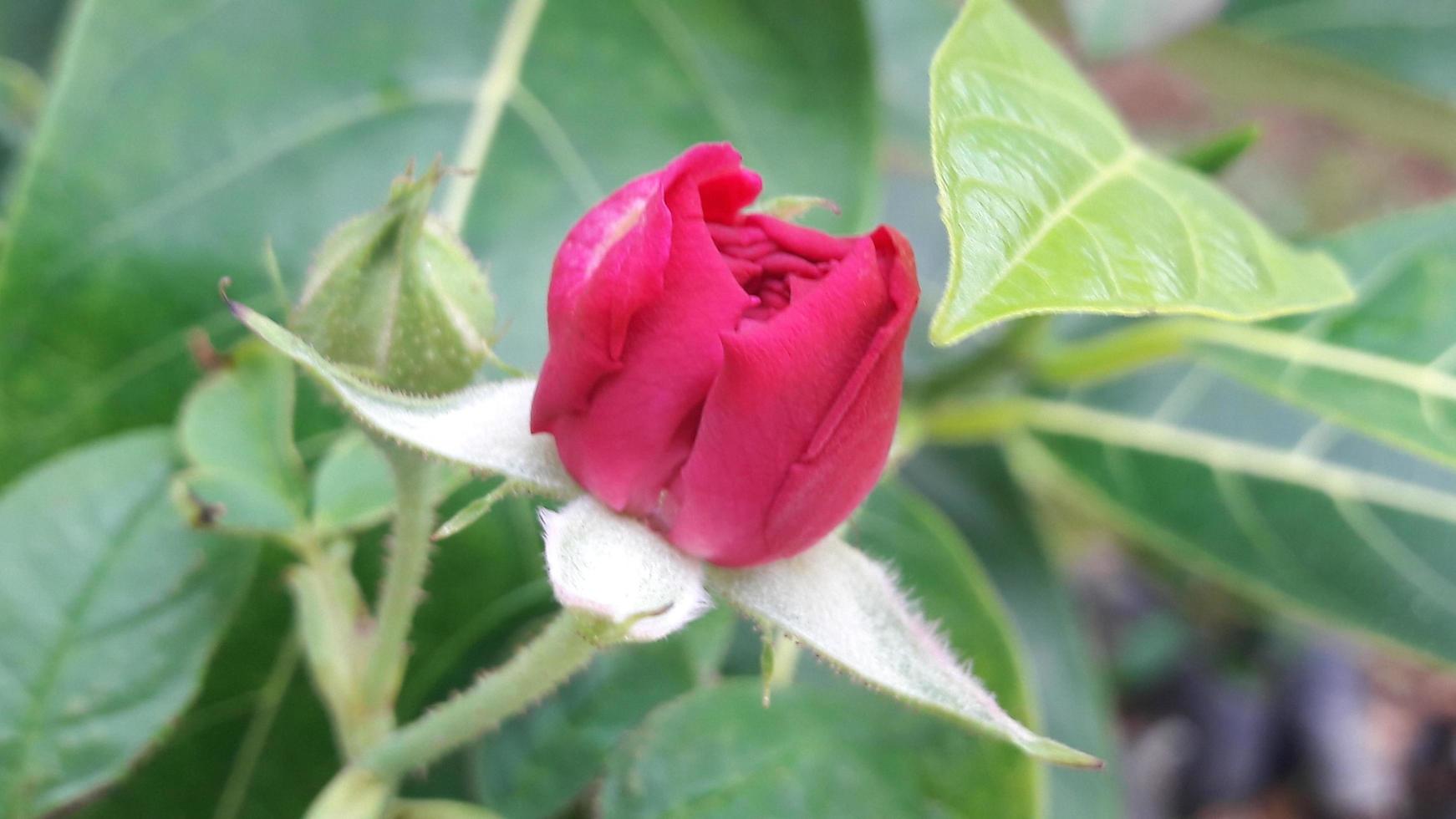 A beautiful view of a  rose bud photo