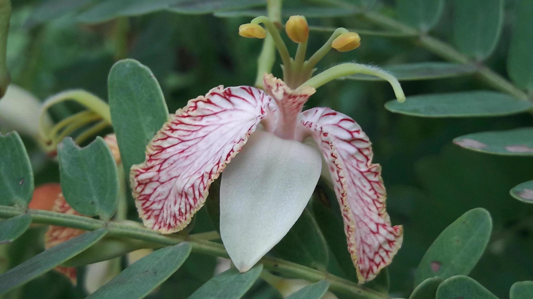 A beautiful view of a  tamarind flower photo