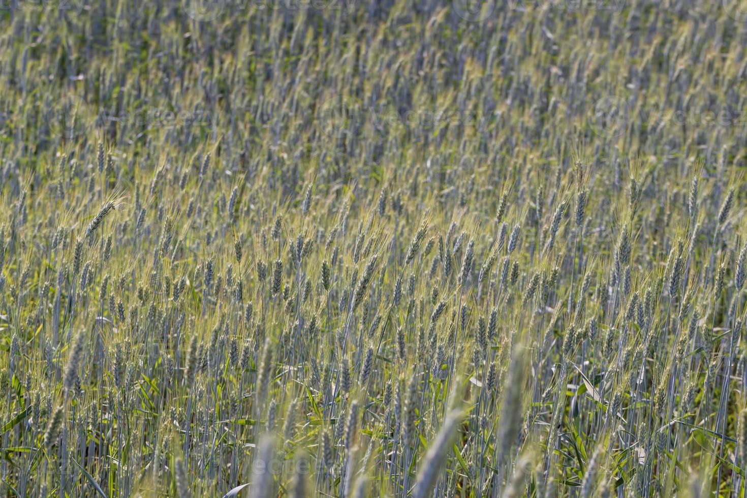 An agricultural field where ripening cereal wheat grows photo