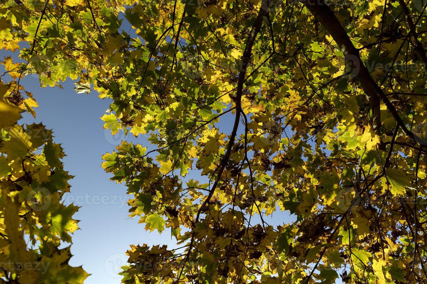 Maple foliage that has changed color in autumn photo