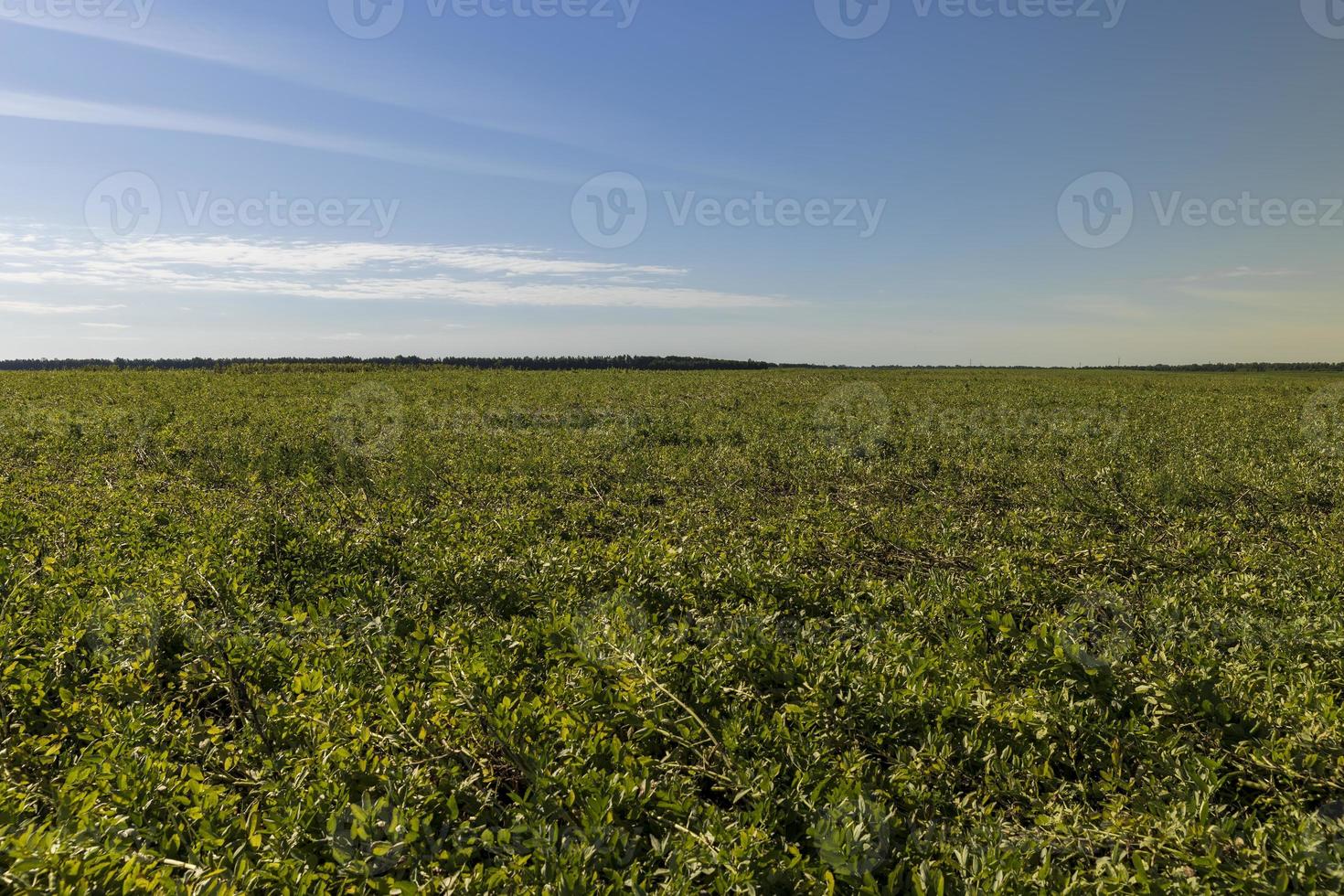 Agricultural field with green beans photo