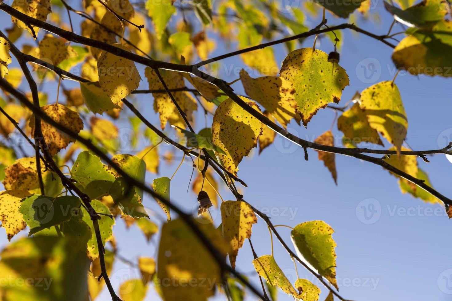 sunny autumn weather in the birch forest photo