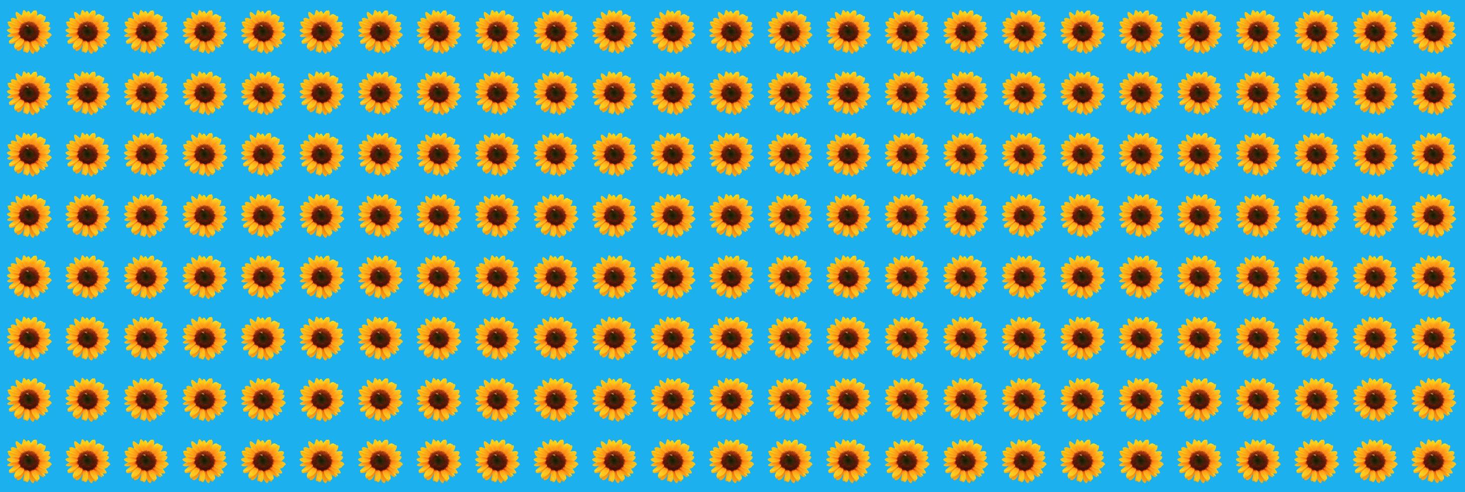 abstract sunflower pattern on blue background photo