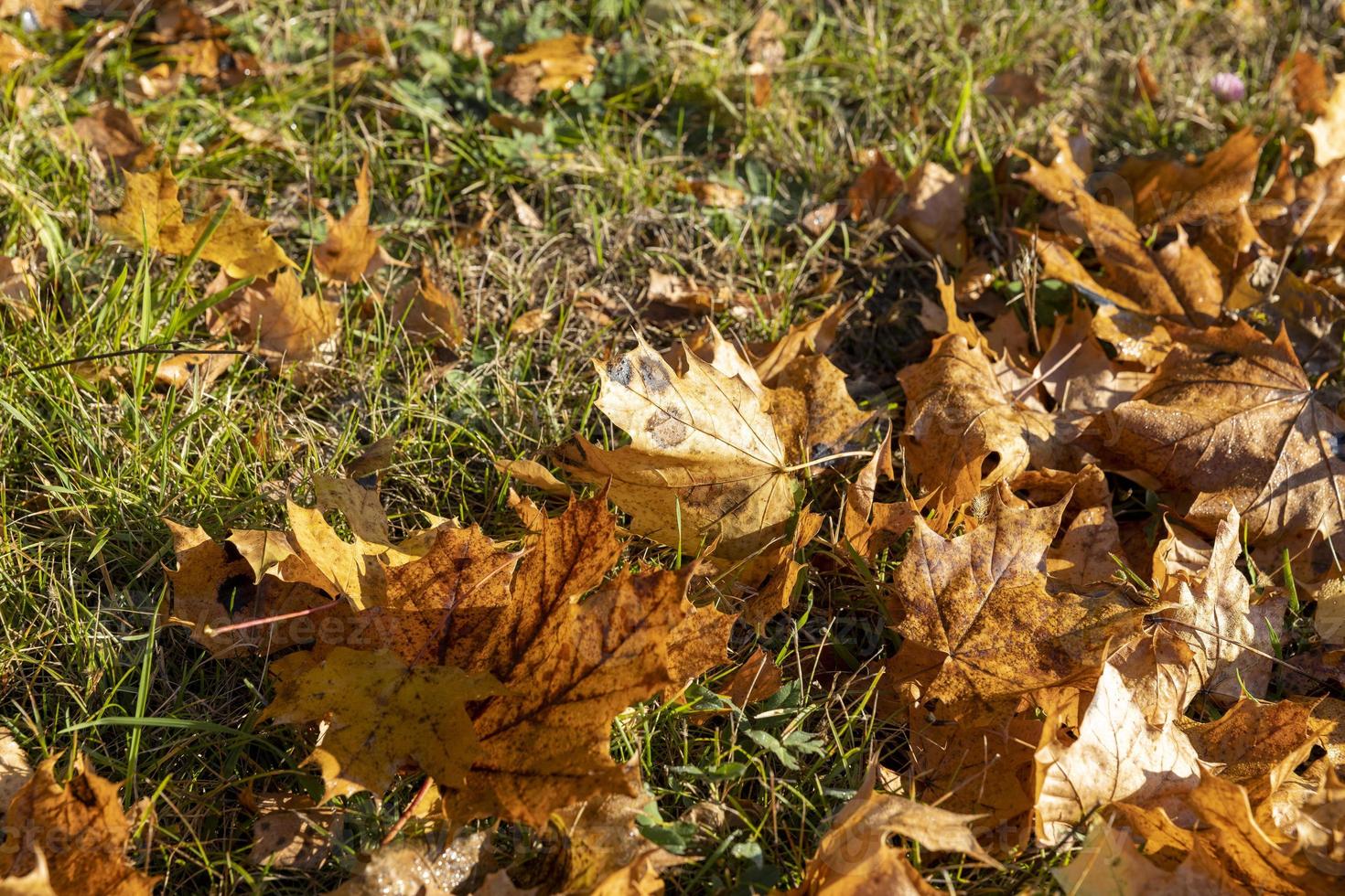 Green grass with a lot of damage and defects photo