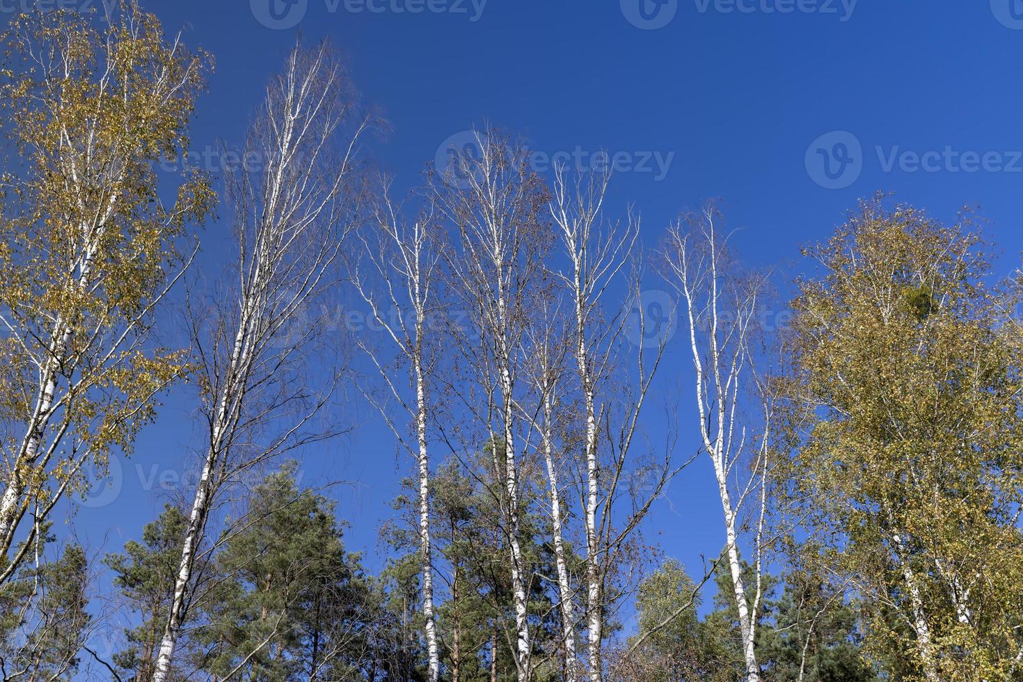 sunny autumn weather in a birch forest with a blue sky photo