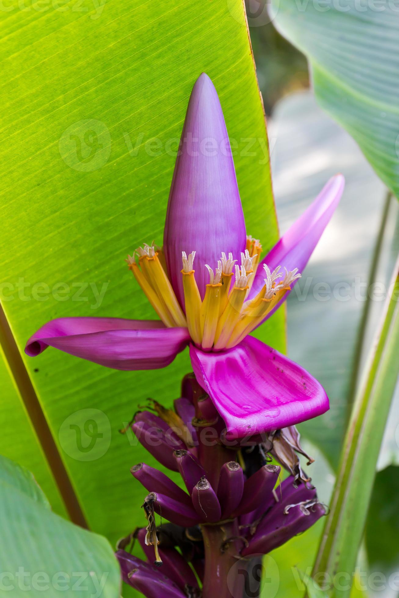 Banana blossom flower 13628400 Stock Photo at Vecteezy