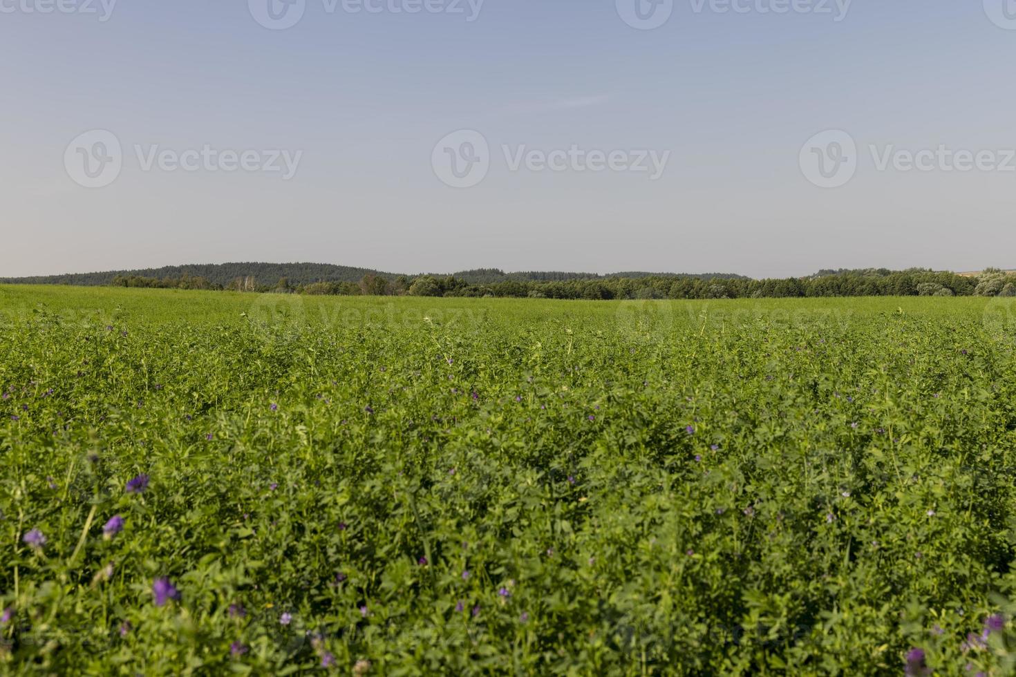 field with grass for harvesting fodder for cows photo