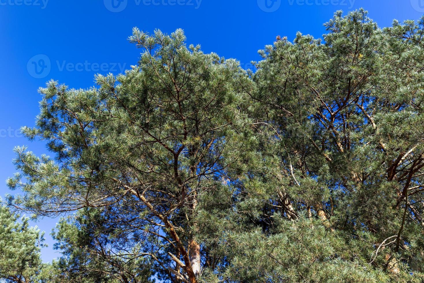 Autumn forest with trees during leaf fall photo