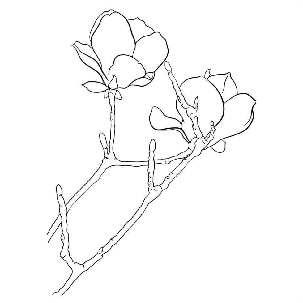 Linear Illustration of Blooming Magnolia Twig. vector