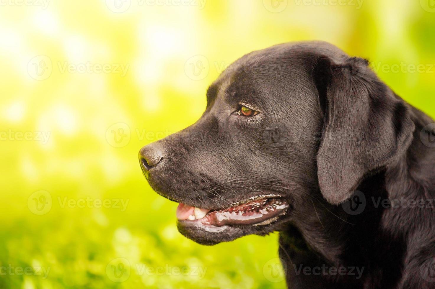 Labrador puppy profile. Labrador retriever dog on a background of green grass on a sunny day. photo