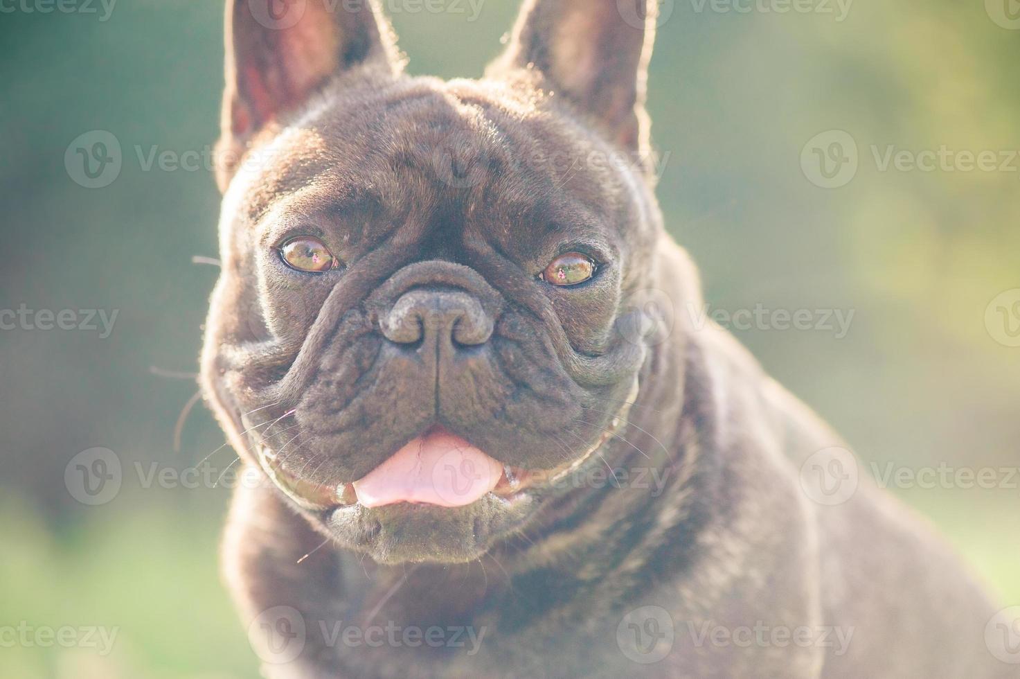 French bulldog black brindle. Portrait of a pet dog. photo