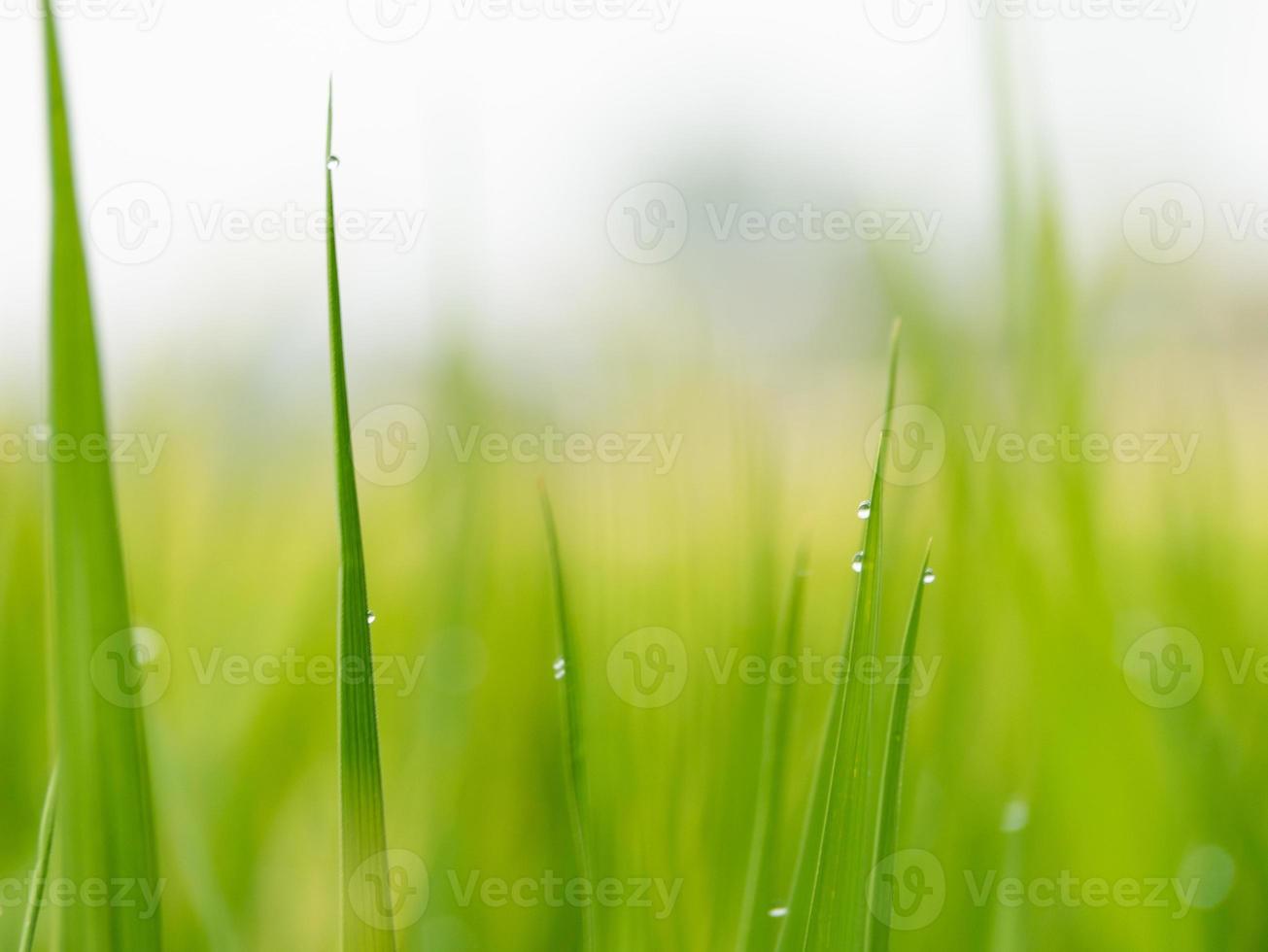 transpiration of plant in the morning photo