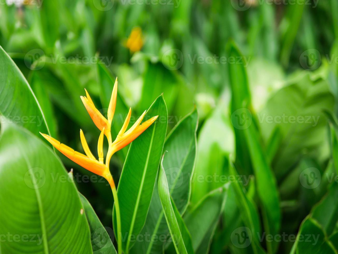 orange bird paradise flower with green leaves photo