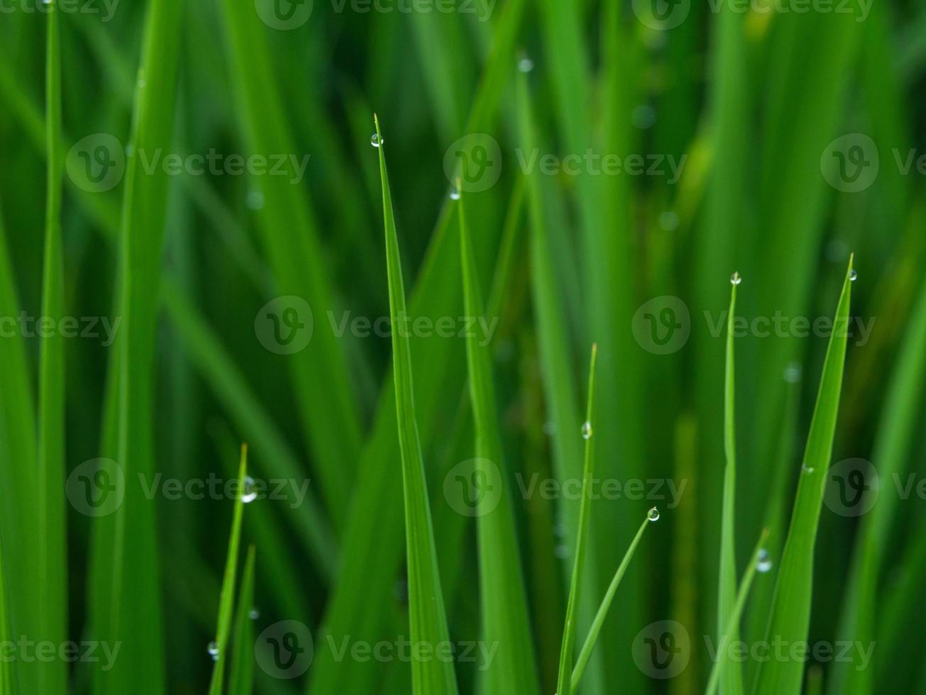 close-up drop of dew selective focus photo