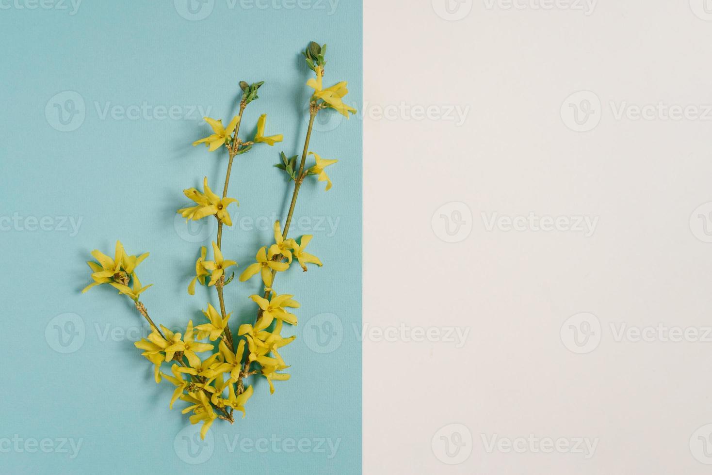 Creative concept of spring and Easter. A yellow forsythia branch on a blue background. Copy space on a white background photo