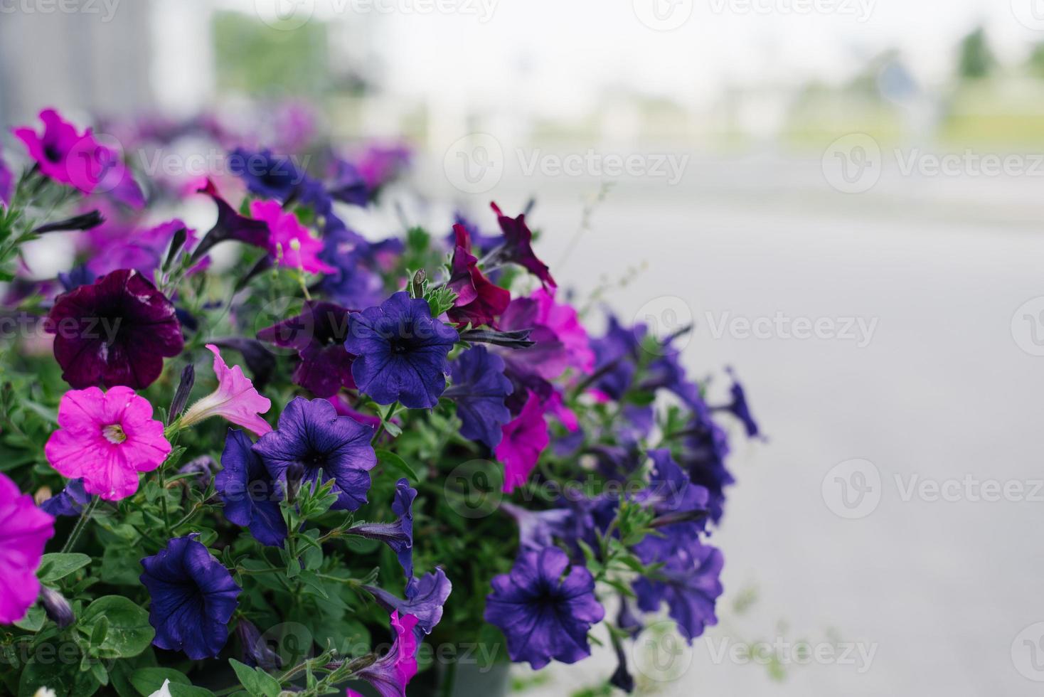 Blue, pink and purple petunia flowers close-up plano with copy space photo