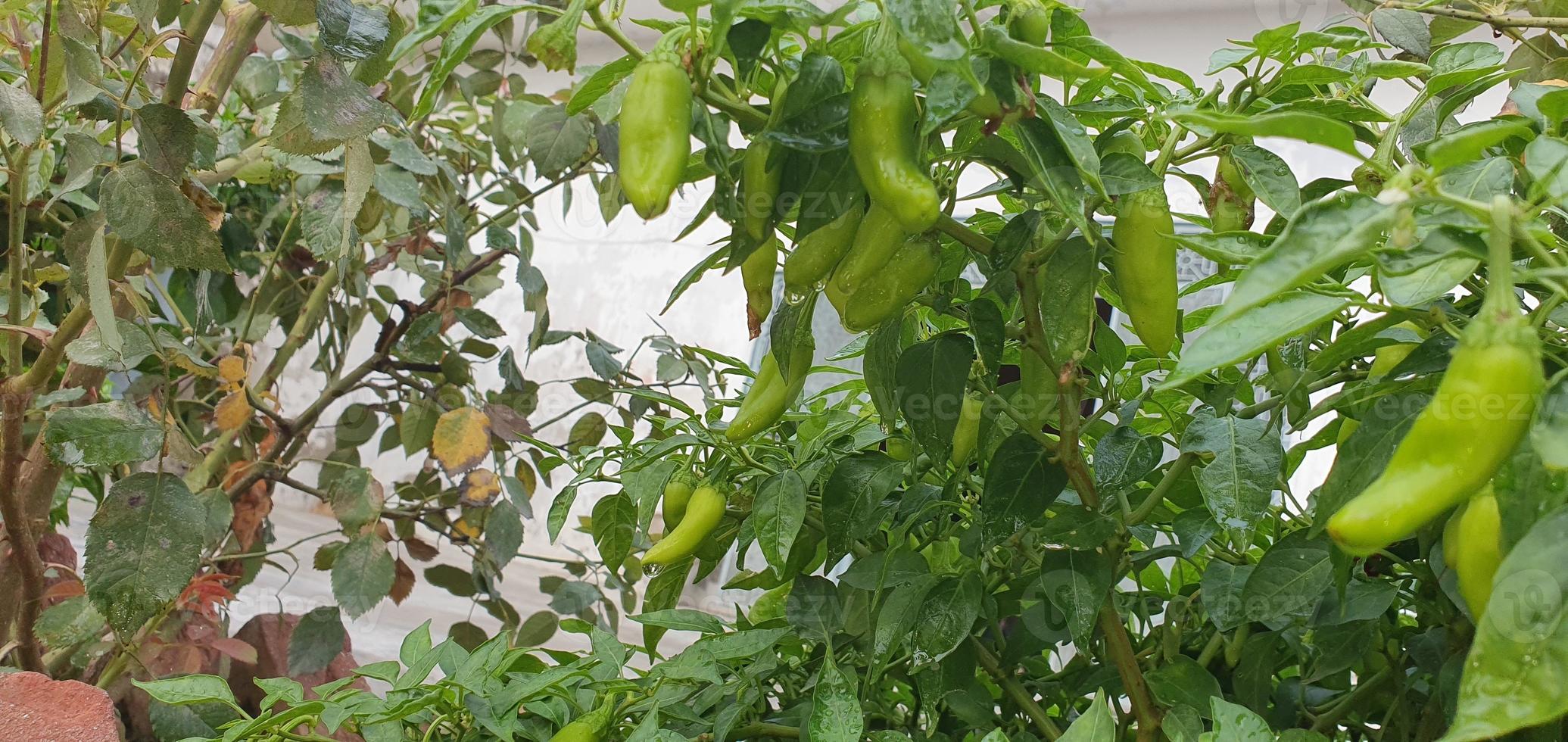 cayenne trees in the home garden 13629242 Stock Photo at Vecteezy