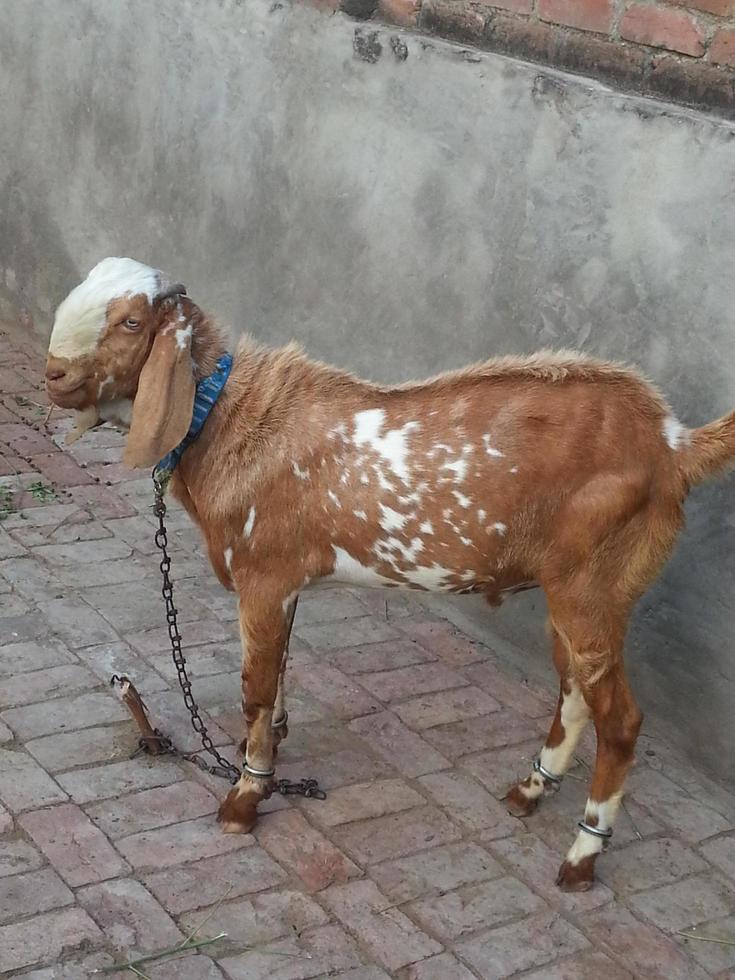 Capture of Pakistani goat.The Barbari or Bari is a breed of small domestic goat found in a wide area in India and Pakistan other name of this goat is hotel Bakra photo