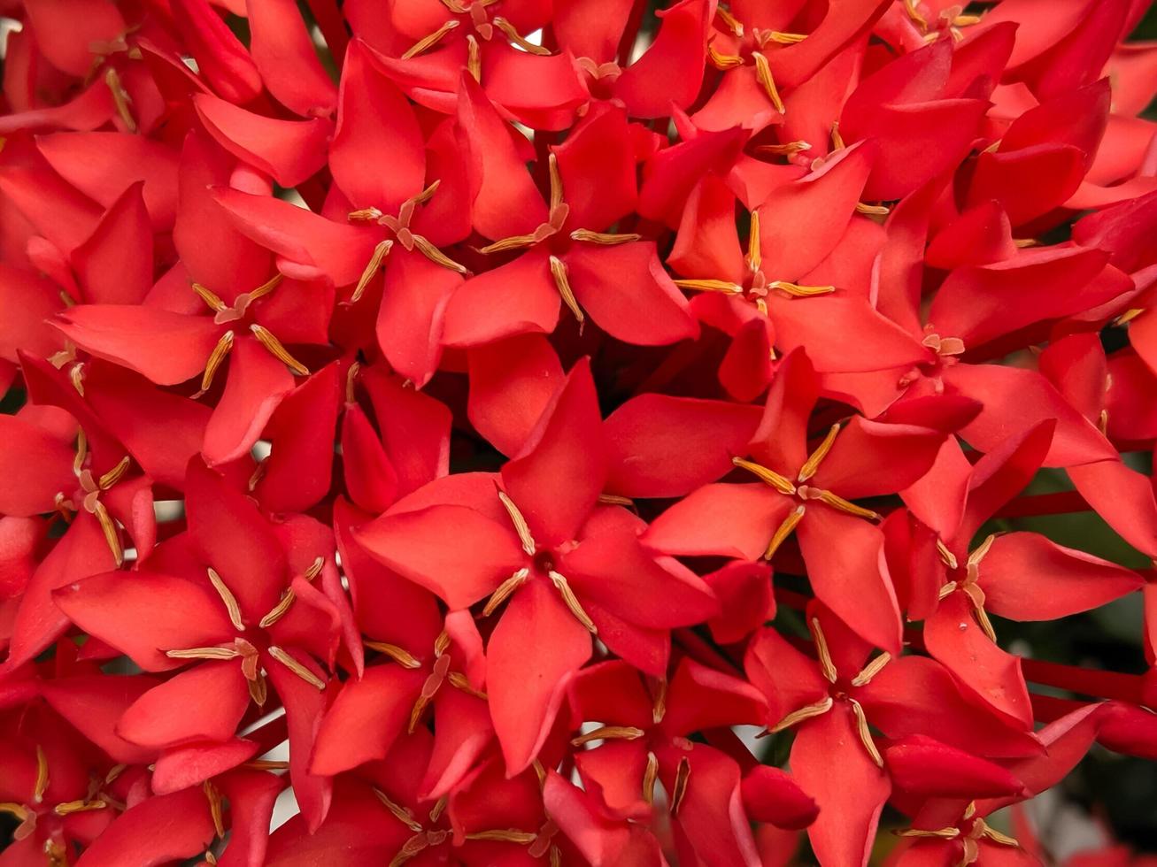 Close-up of Ashoka or Saraca asoca flowers blooming in the garden photo