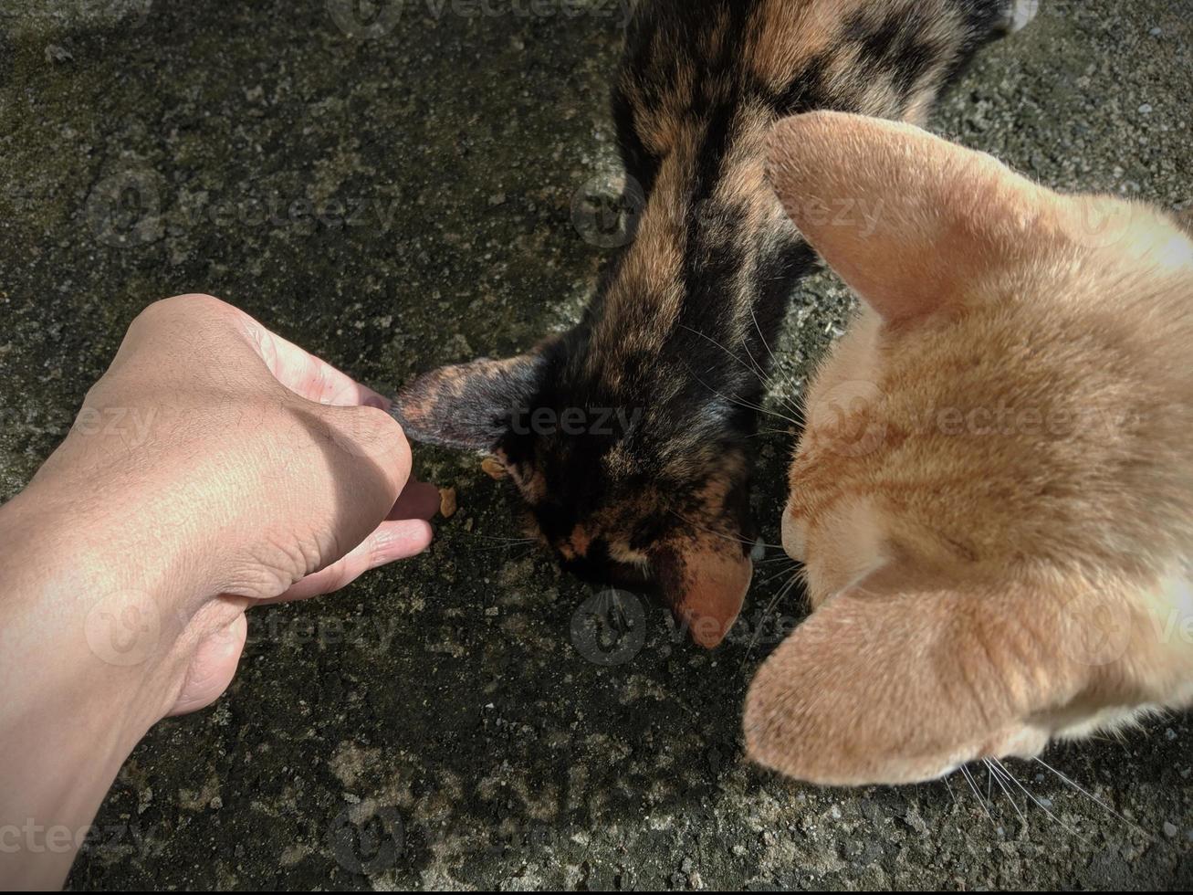 Feeding stray cats photo