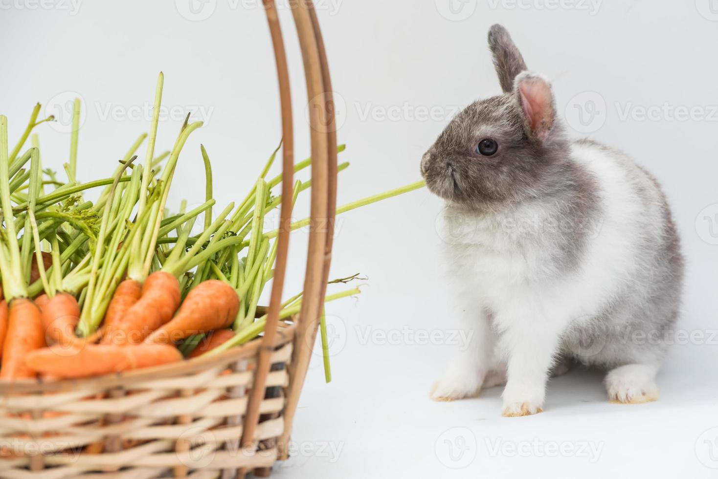 Rabbit with carrot basket isolate on white background. Home decorative rabbit outdoors. Little bunny, Year of the Rabbit Zodiac, Easter bunny. photo