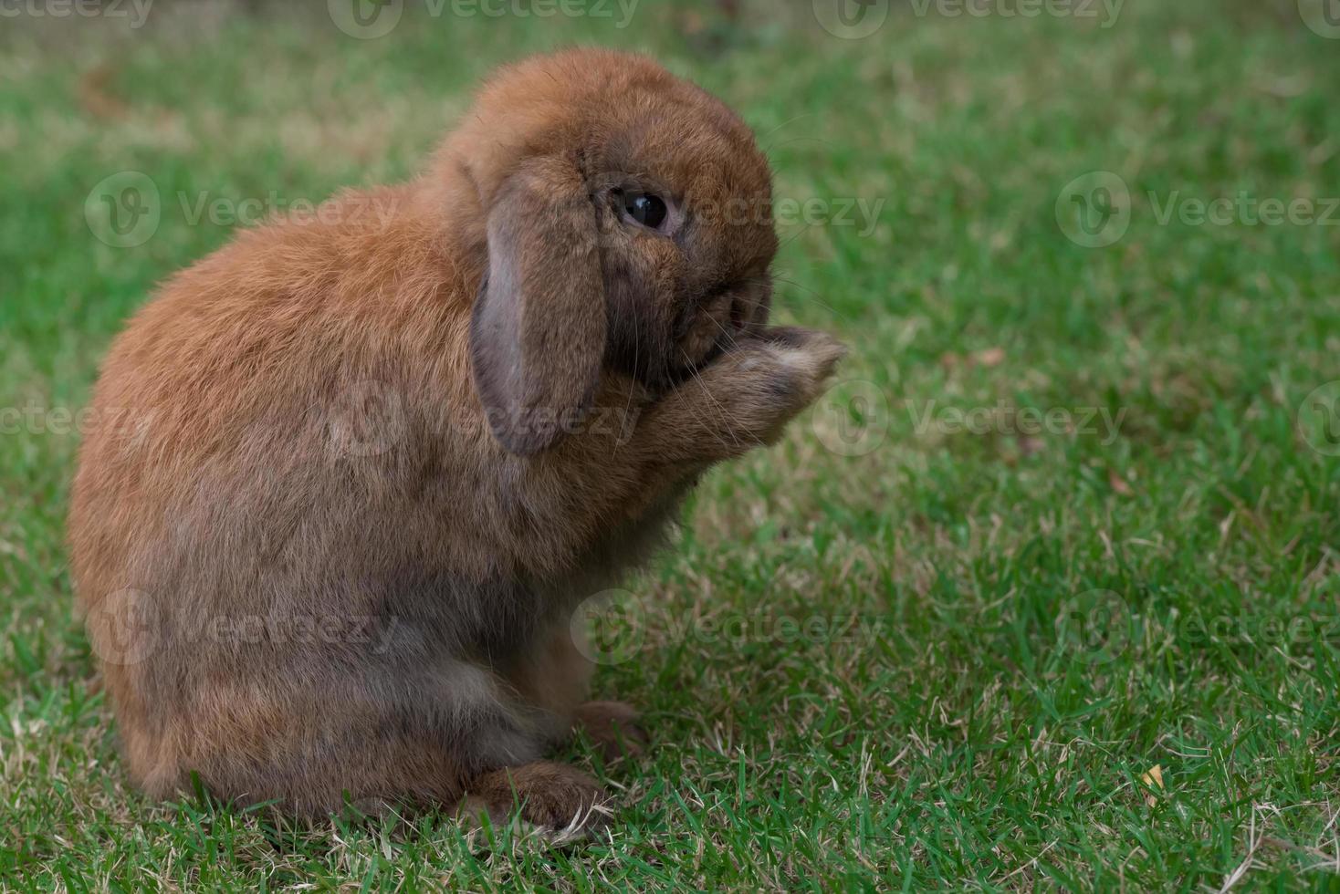 Rabbit on green grass. Home decorative rabbit outdoors. Little bunny, Year of the Rabbit Zodiac, Easter bunny. photo