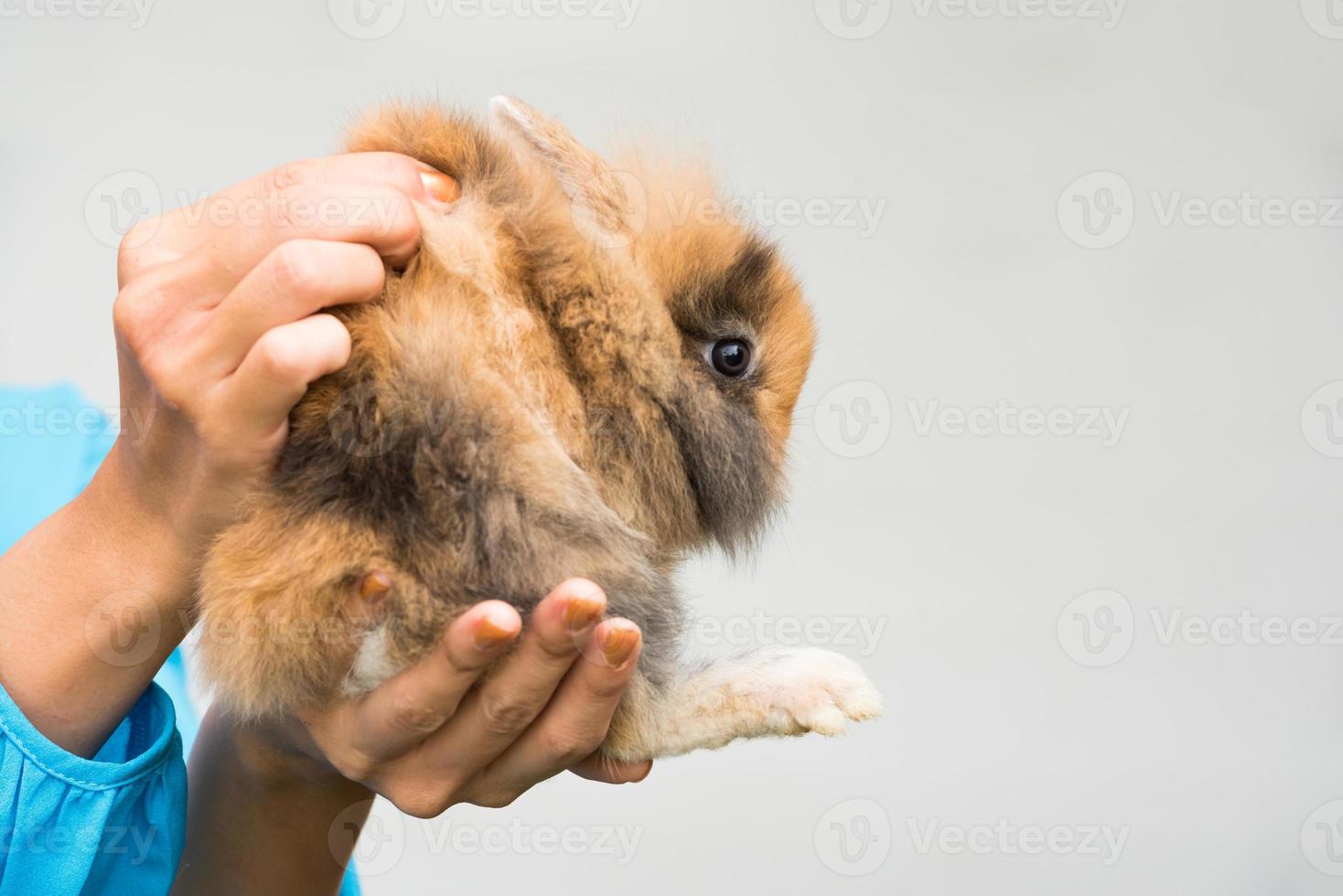 Woman holding and looking on Rabbit on green grass. Home decorative rabbit outdoors. Little bunny, Year of the Rabbit Zodiac, Easter bunny. photo