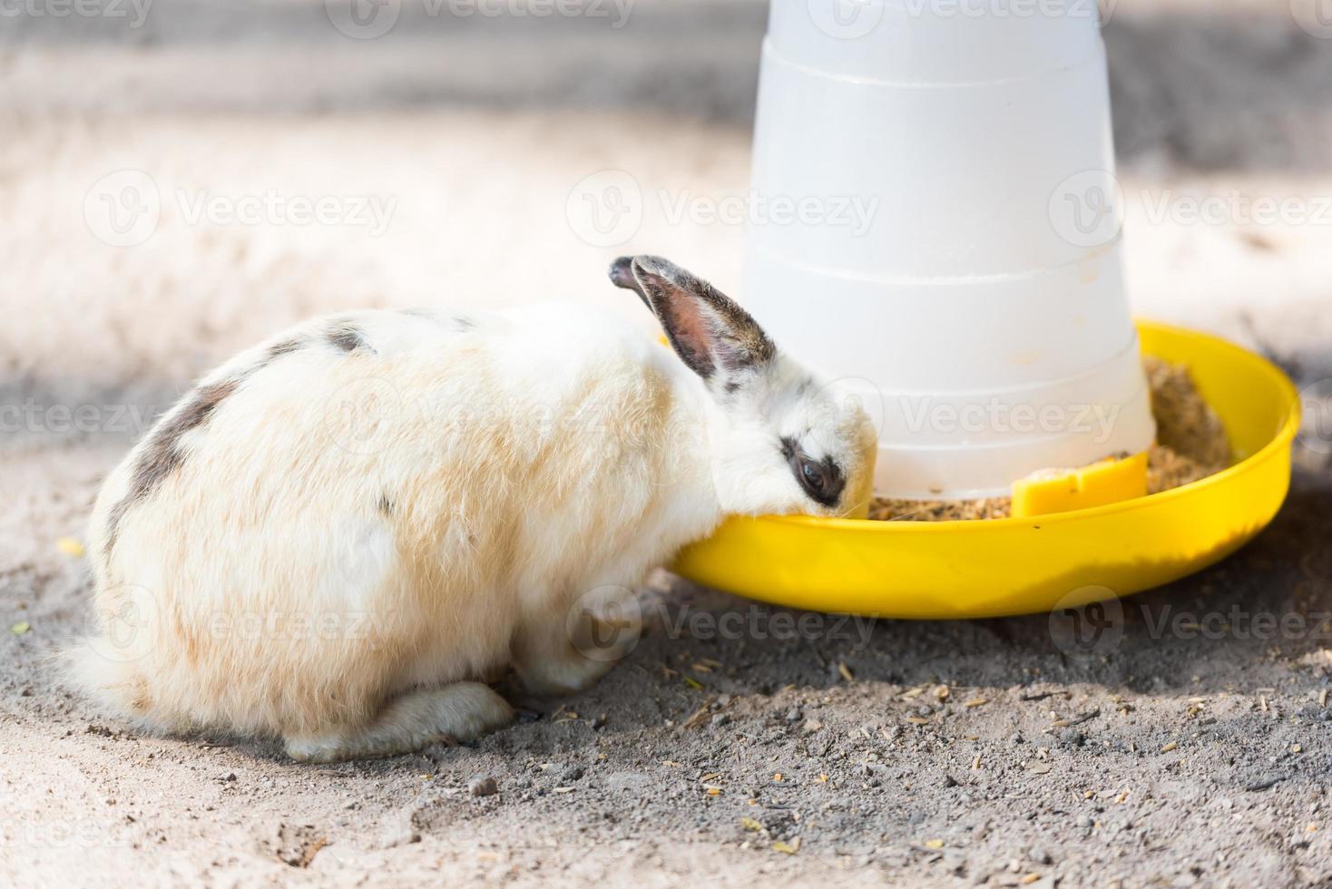 Rabbit on the basket with carrots and Easter eggs isolated on white background. Home decorative rabbit outdoors. Little bunny, Year of the Rabbit Zodiac, Easter bunny. photo