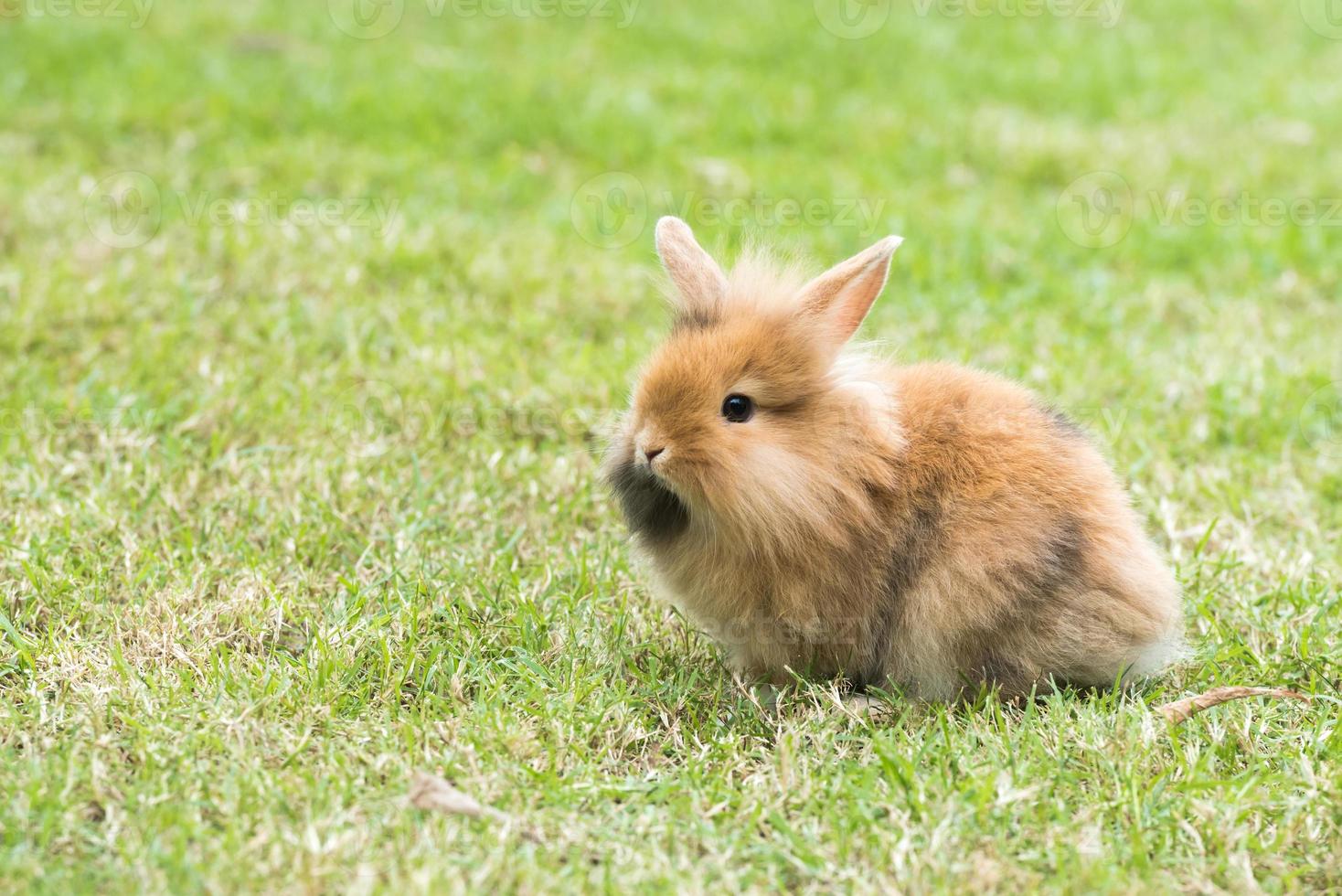 Rabbit on green grass. Home decorative rabbit outdoors. Little bunny, Year of the Rabbit Zodiac, Easter bunny. photo