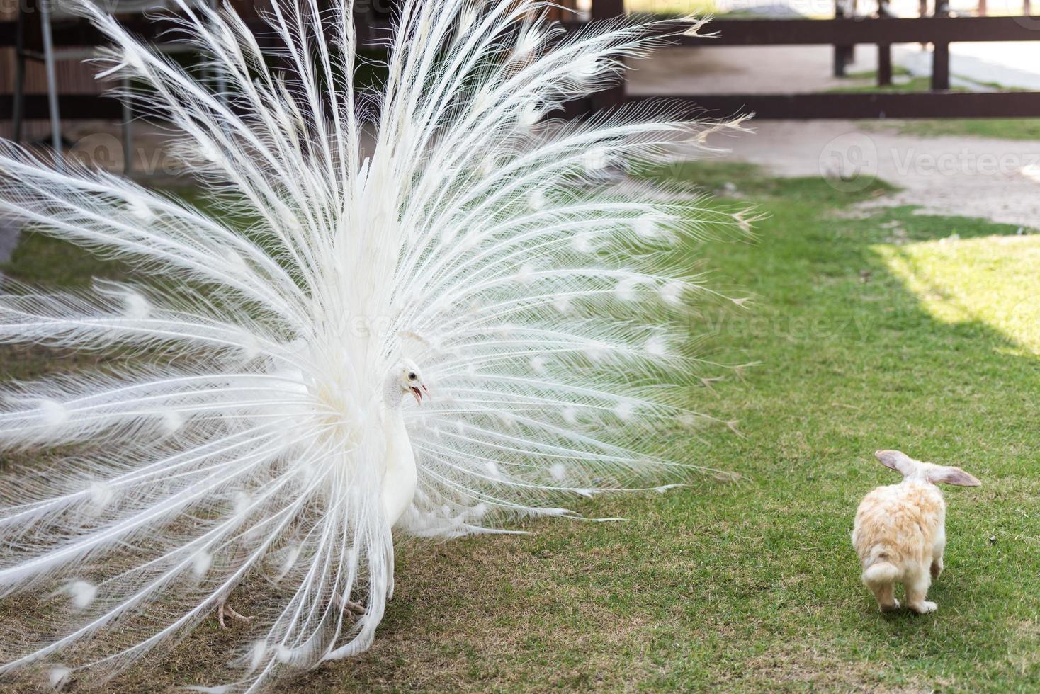 pavo real persiguiendo conejo sobre hierba verde. conejo decorativo casero al aire libre. conejito, año del zodíaco del conejo, conejito de pascua. foto