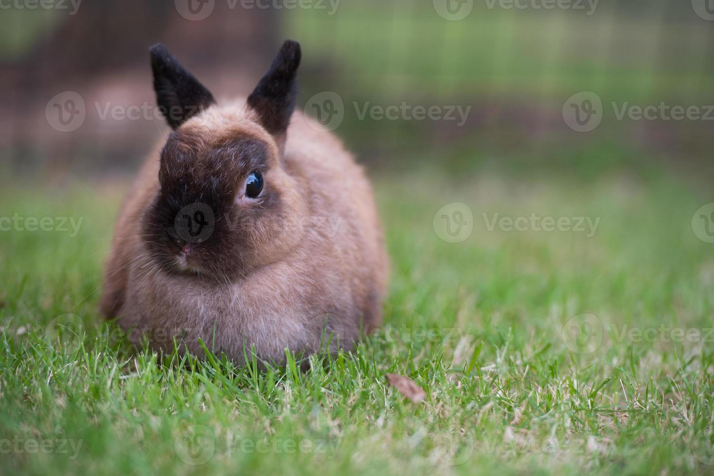 Rabbit on green grass. Home decorative rabbit outdoors. Little bunny, Year of the Rabbit Zodiac, Easter bunny. photo
