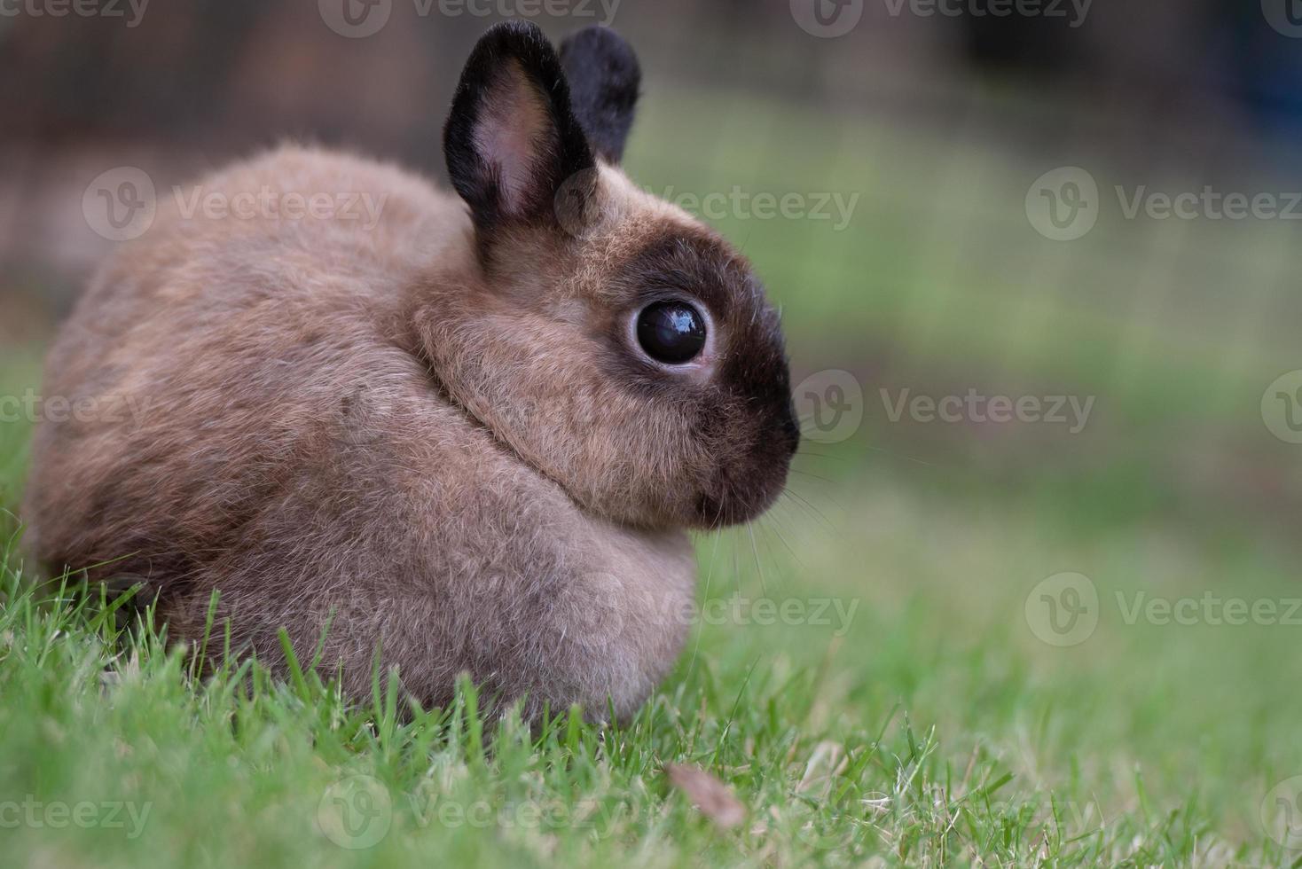 Rabbit on green grass. Home decorative rabbit outdoors. Little bunny, Year of the Rabbit Zodiac, Easter bunny. photo