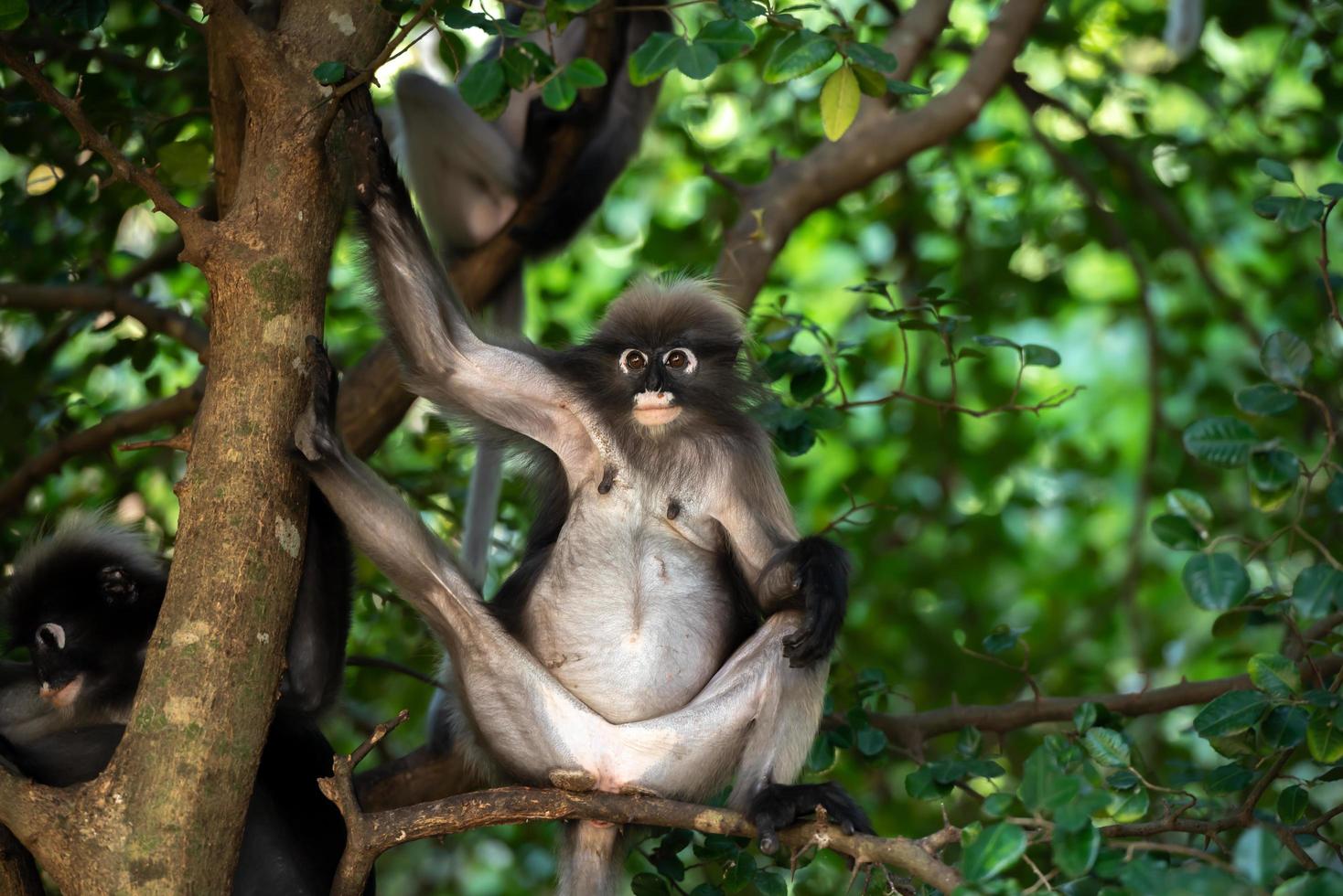 Cute spectacled langur sitting on the tree in the forest of Thailand. photo